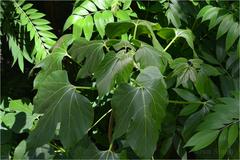 Jatropha tanjorensis